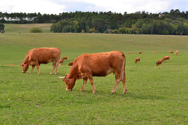 krávy na pastvě